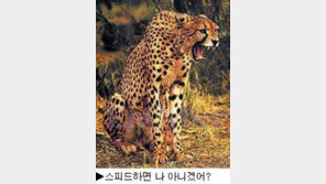 [딴지칼럼]＂가장 빠른 공을 사용하는 스포츠는?＂