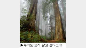 [딴지칼럼]＂골프는 귀족 스포츠인가?＂