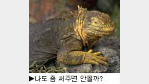 [딴지칼럼]NBA 팀이름의 유래(3)