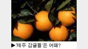 [딴지칼럼]＂NBA 팀 이름의 유래(4)＂