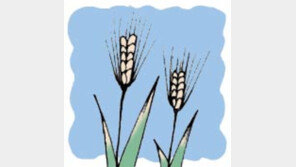 [오늘의 날씨/6월 6일]모내기와 보리 걷기에 좋다는 망종