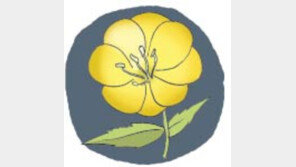 [오늘의 날씨/7월 6일]비 오는 날엔 나팔꽃이 우우우 핀다.