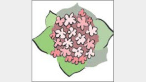 [오늘의 날씨/7월 18일]물을 좋아하는 ‘여름 국화꽃’