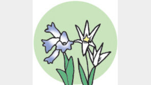 [오늘의 날씨/3월24일]현호색과 산자고 꽃잎이 떨어져야…