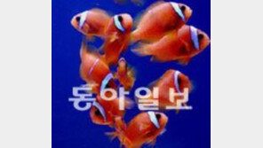 [제주]제주서 키운 열대어 첫 수출 클라운피시 604마리 일본에