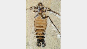 [지구촌 이모저모]공룡시대엔 벼룩도 ‘공룡’ 몸집… 현재 풍뎅이와 비슷