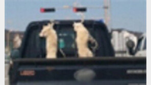 “아 불쌍한 강아지들” 끌려가는 과정이…