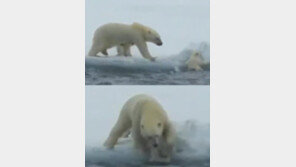 [영상] 새끼 구하는 어미 북극곰 화제