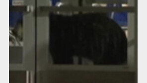 [영상] 백화점에 간 곰, 쇼핑하러 갔나?