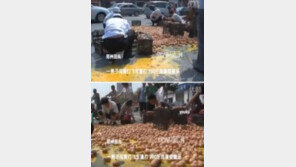 쏟아진 6천개 계란, 그걸 또 먹겠다고 달려들어…