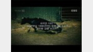 캐나다 광우병 발생…국회반대에도 수입 재개했던 정부