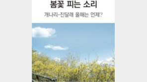 2015년 개나리 평년보다 1~3일 일찍 활짝