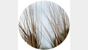 ‘까락 무사’ 호위받는 새색시처럼