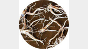 세상을 빛나게 한 위대한 생명력