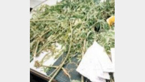 ‘힙합가수 대마초 흡연 적발’ 관련, 폴라리스 측 “아이언과 이미 계약해지, 할 말 없다”