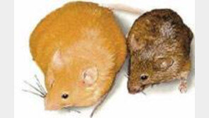 “비만 전염될 수도 있다” 뚱뚱한 쥐 장내 미생물 날씬한 쥐에게 주입했더니…