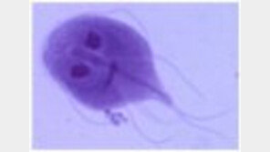 수영하는 사람 코로 들어가 뇌먹는 아메바 출현…감염자 1주만에 사망