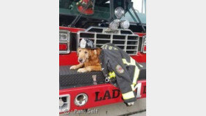 암 걸린 늙은 유기견의 '버킷 리스트'