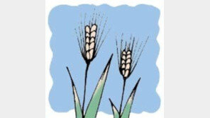 5일 망종(芒種), 전국 맑고 미세먼지 ‘좋음’…현충일, 내일 날씨는?