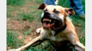 도고아르젠티노 시민공격…거리서 만난 ‘맹견 대처법’ 바로 이것