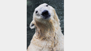 “한국선 외로워서…” 북극곰 ‘통키’ 英 야생공원 간다