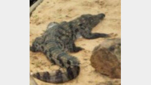 미 휴양지서 애완견과 산책하던 40대 女, 악어에 물려 숨져 