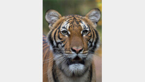 호랑이도 못 피해가는 코로나19