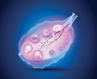 배란포. Gettyimage