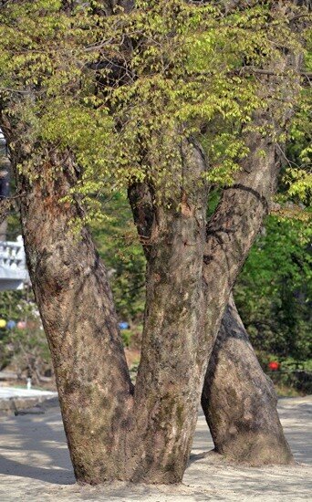 ‘영조임금 나무’라 불리는 대구 파계사의 느티나무. 