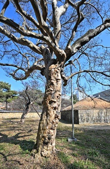 ‘신숭겸 장군 나무’라 불리는 배롱나무. 