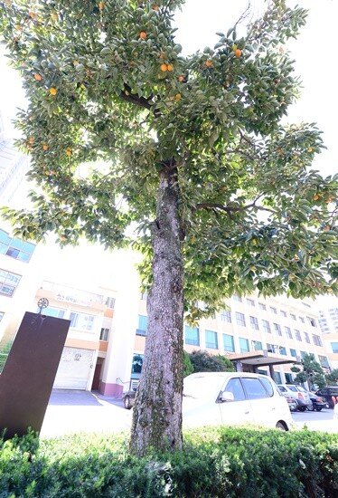 ‘이인성 나무’로 불리는 감나무. 