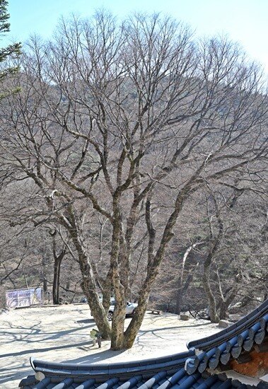 ‘영조임금 나무’라 불리는 느티나무. 