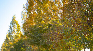 [‘덕후’ 사진관] 클래식 자동차, 역사를 태우다