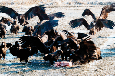[영상] 멸종위기 야생 독수리에게 밥을… <br>파주 ‘독수리 식당’ 