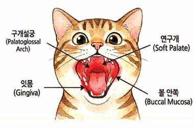 고양이 만성구내염, 방치하면 치아 다 뽑을 수도