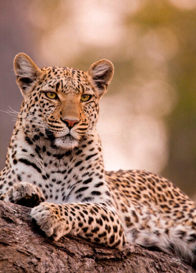 [Botswana’s Chobe National Park]
