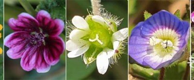 [포토 에세이]들꽃들의 봄맞이