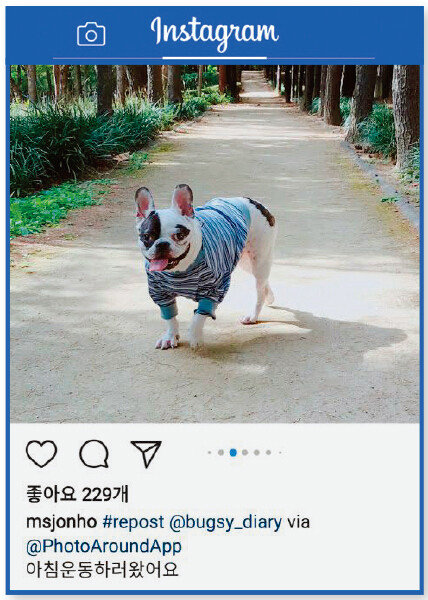 아파트 엘리베이터에서 목줄을 하지 않은 채 한일관 대표를 물어 숨지게 한 것으로 알려진 연예인 최시원의 반려견.[인스타그램 캡처]