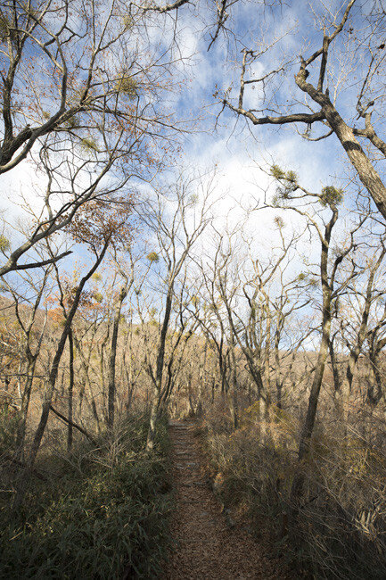 잎을 떨군 관목 사이로 난 등산로.