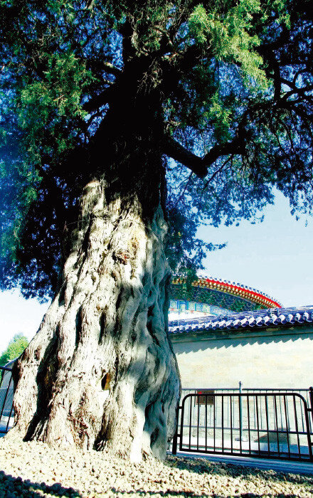 중국 베이징 천단공원에 있는 기묘한 형상의 측백나무. 용 아홉 마리가 나무를 휘감고 승천하는 듯한 모양이라 ‘구룡백’이라는 이름이 붙었다. [베이징관광국 제공]