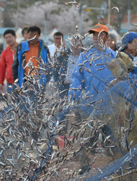 2018년 4월 19일 부산 기장군 대변항에서 어민들이 잡은 멸치를 털어내고 있다. [박경모 동아일보 기자]