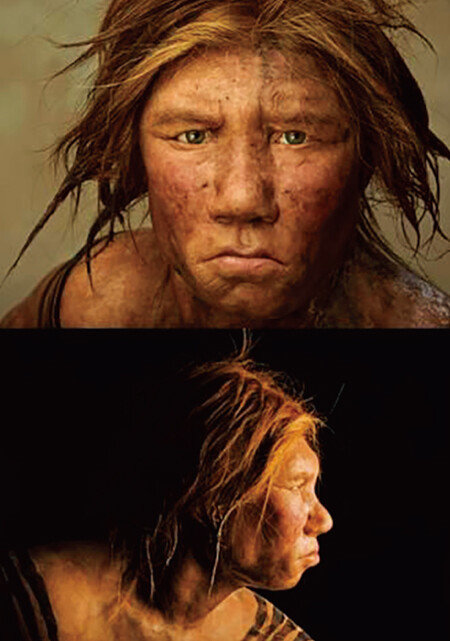 유전자와 화석을 통해 복원한 여성 네안데르탈인 윌마(wilma)의 모습. [어린이동아]