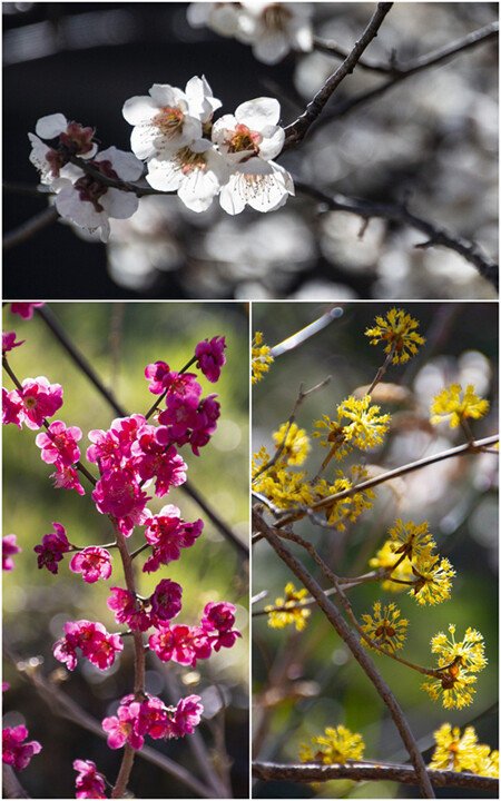 만개한 봄꽃들.