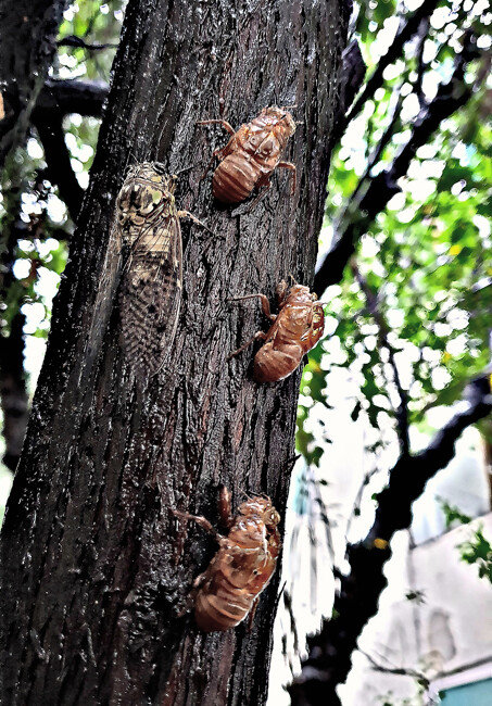 불완전변태를 하고 껍질에서 나온 매미