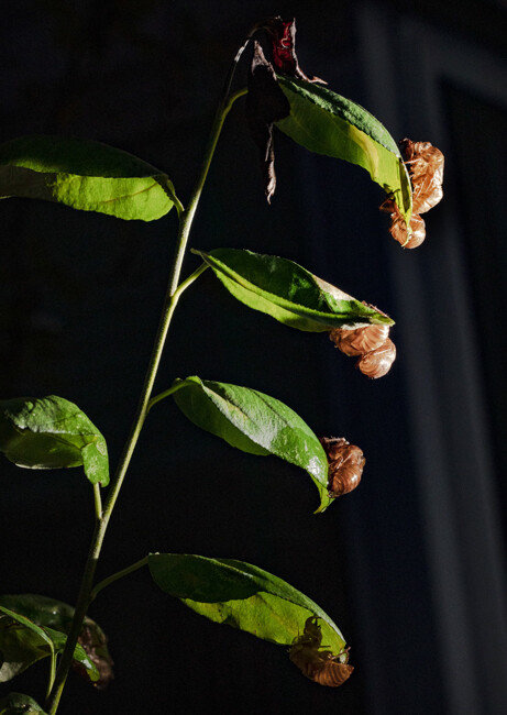 나뭇잎에 매달린 매미의 흔적