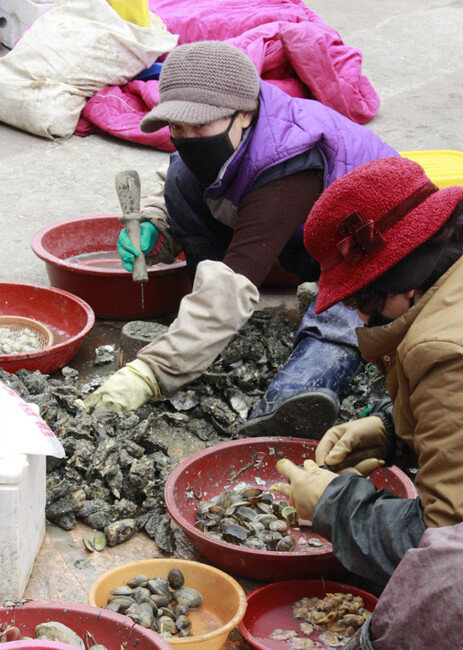 석화와 바지락을 까는 아낙들.
