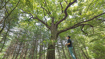 “6251종 생물 품은 광릉숲, 기후변화 대응 미래숲 연구실”