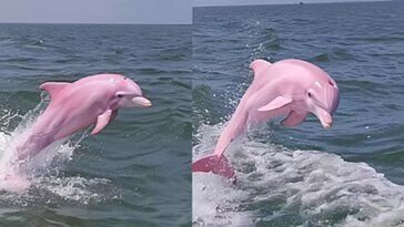 “미국서 희귀종 ‘핑크 돌고래’ 발견됐다”…알고 보니 ‘가짜’