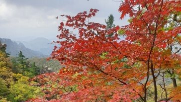 늦더위 기승에 역대급 ‘지각 단풍’…설악산, 평년보다 12일 늦어