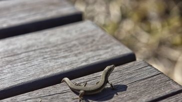 “세입자 연락 안 돼” 집 가보니 도마뱀·뱀 수백 마리가…